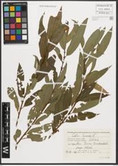 Foto von Salix triandra L.